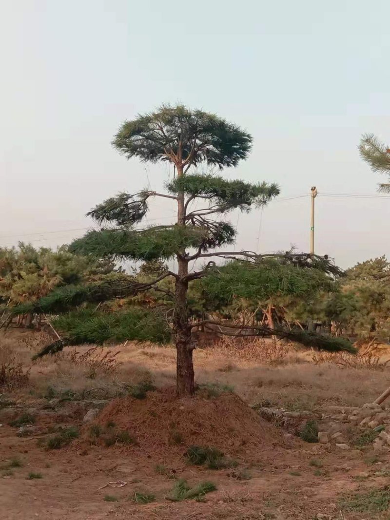 造型黑松造型油松工程造型松平顶松造型松