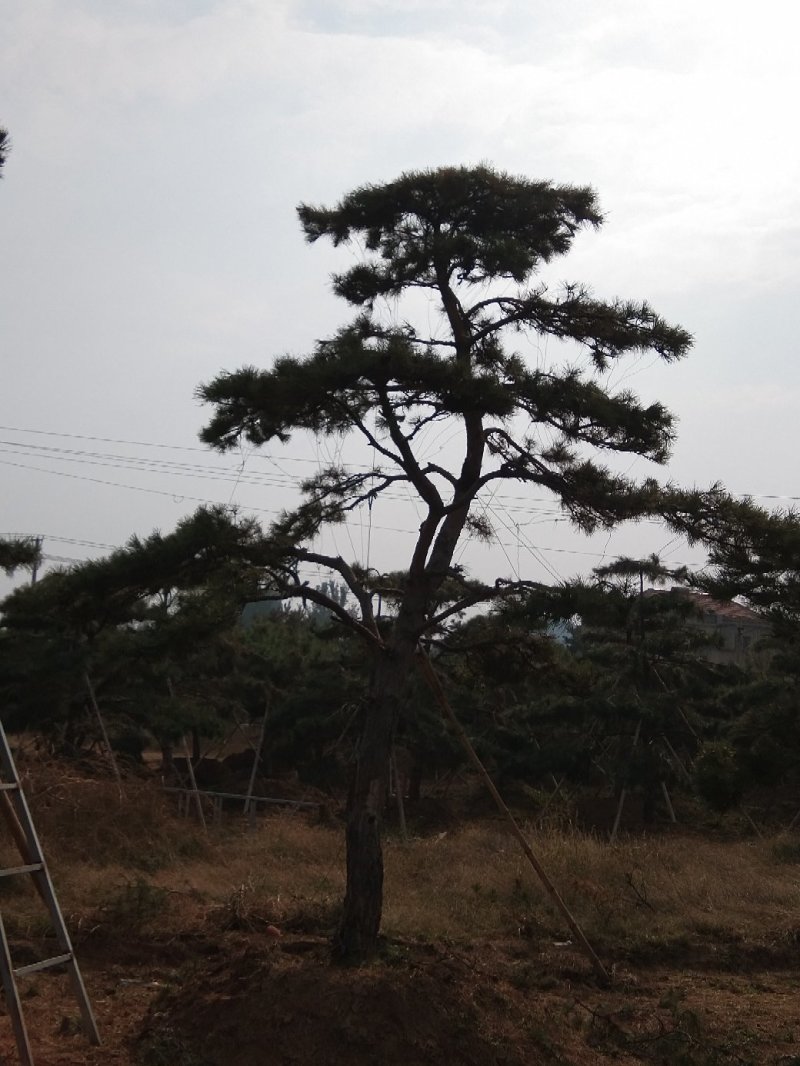 造型黑松造型油松工程造型松平顶松造型松
