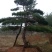 造型黑松造型油松工程造型松平顶松造型松
