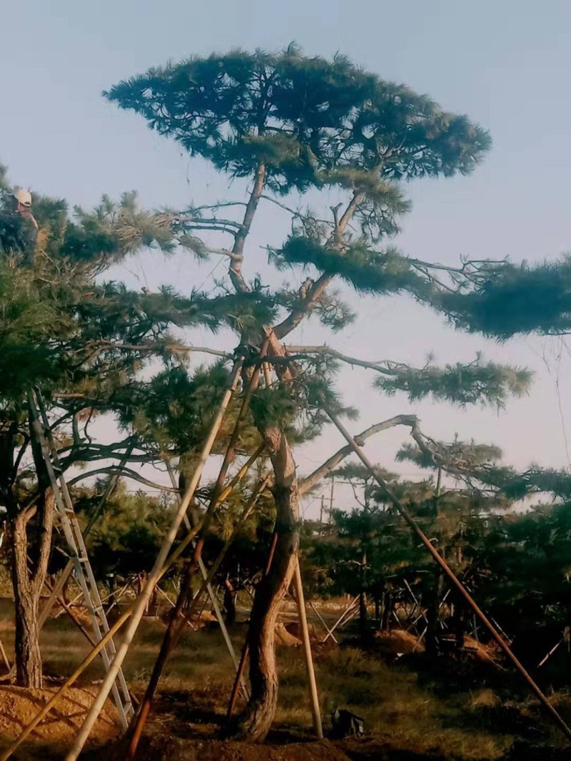 造型黑松造型油松工程造型松平顶松造型松