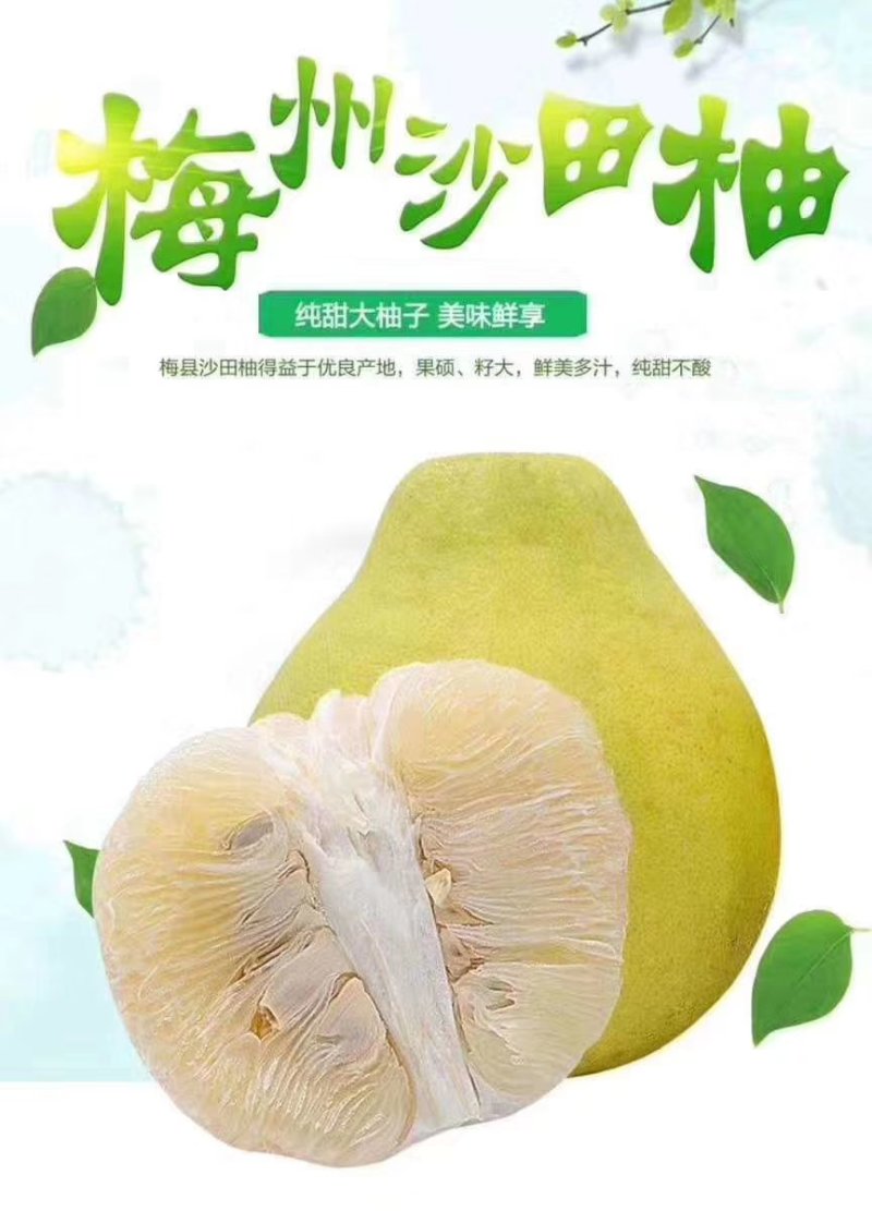 正宗梅州沙田柚酸度低果肉紧实今年11月份左右上市