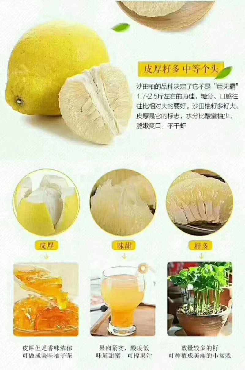 正宗梅州沙田柚酸度低果肉紧实今年11月份左右上市