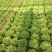 暖棚菜头大量上市