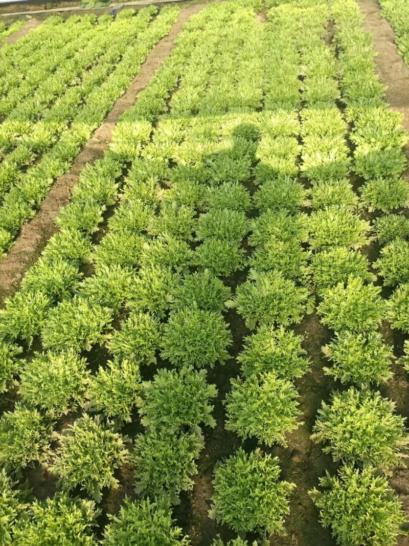 暖棚菜头大量上市