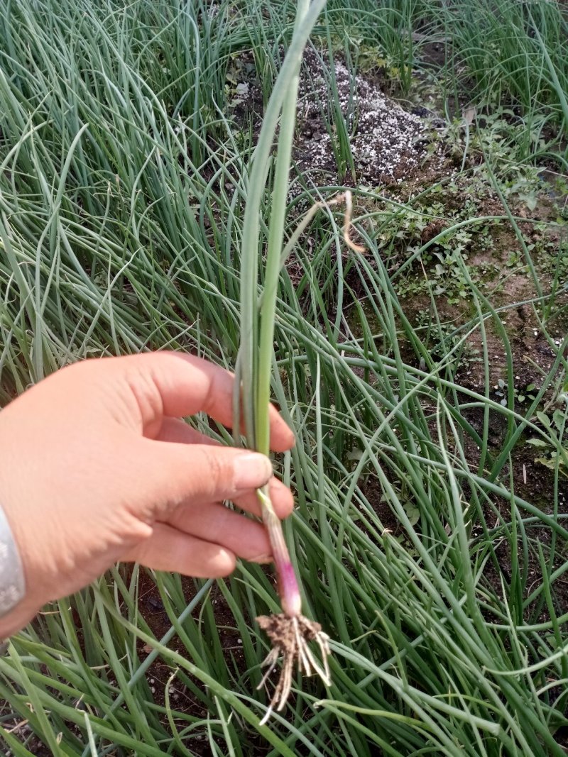 现货二红洋葱苗便宜卖，一级苗，红皮半半高桩，可回收