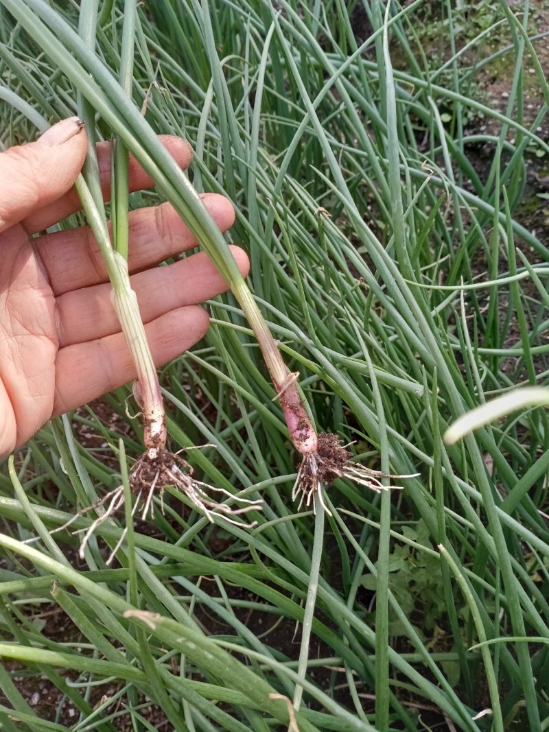 现货二红洋葱苗便宜卖，一级苗，红皮半半高桩，可回收