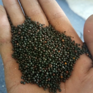 汉中油菜籽货源充足，欢迎你的到来