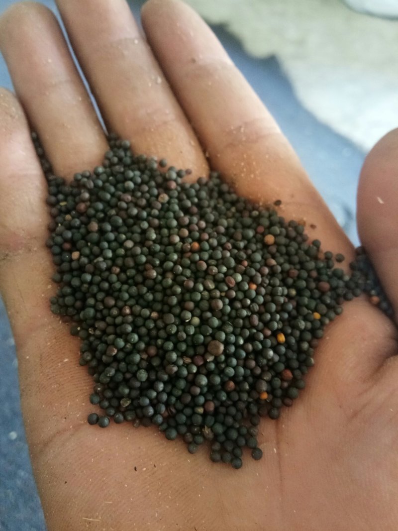 汉中油菜籽货源充足，欢迎你的到来