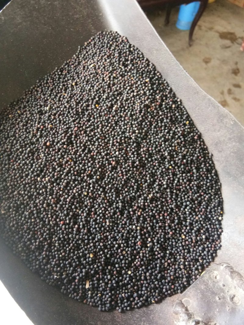 汉中油菜籽货源充足，欢迎你的到来