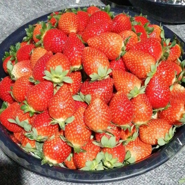 法兰帝大量现货