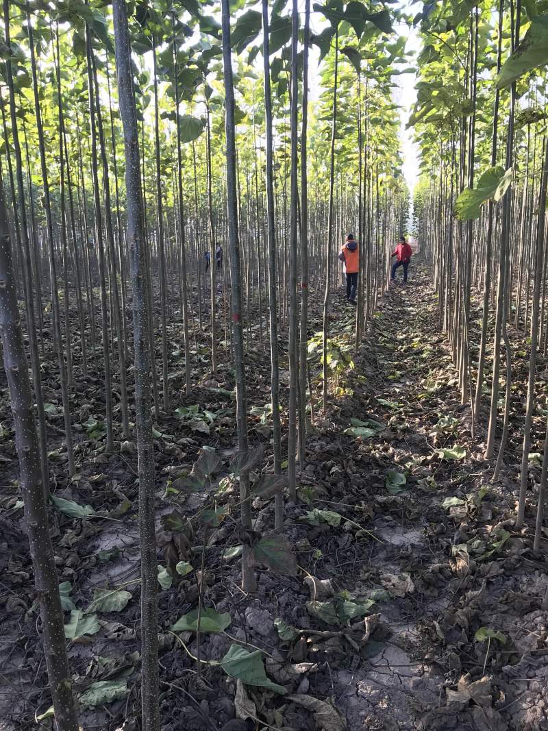豫农苗木大量供应楸树梓树杜仲.栾树复叶戚等绿化苗木