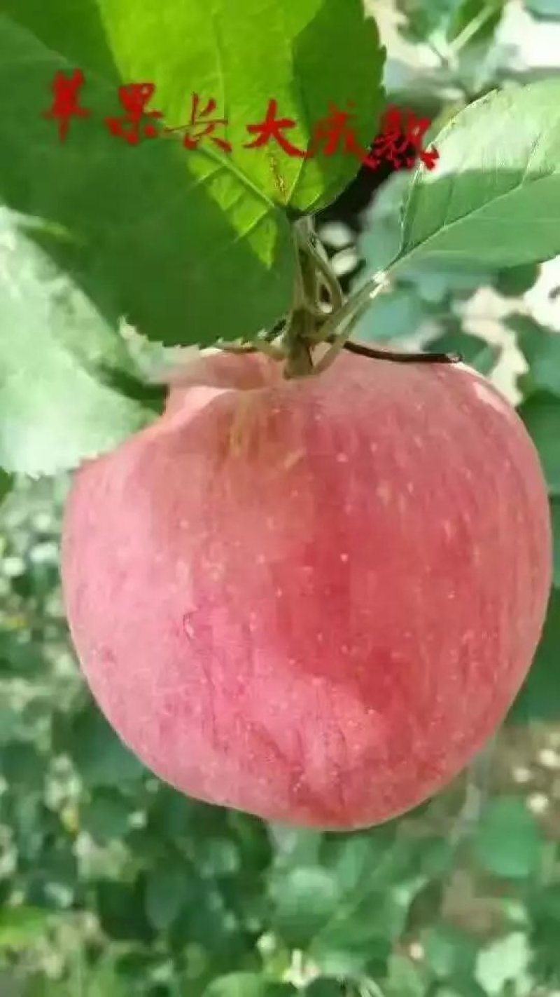 红富士苹果