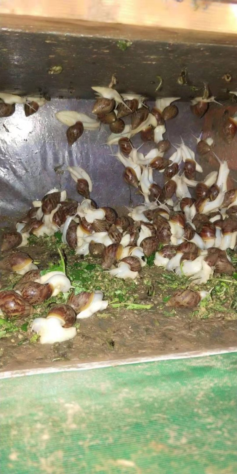 白玉蜗牛