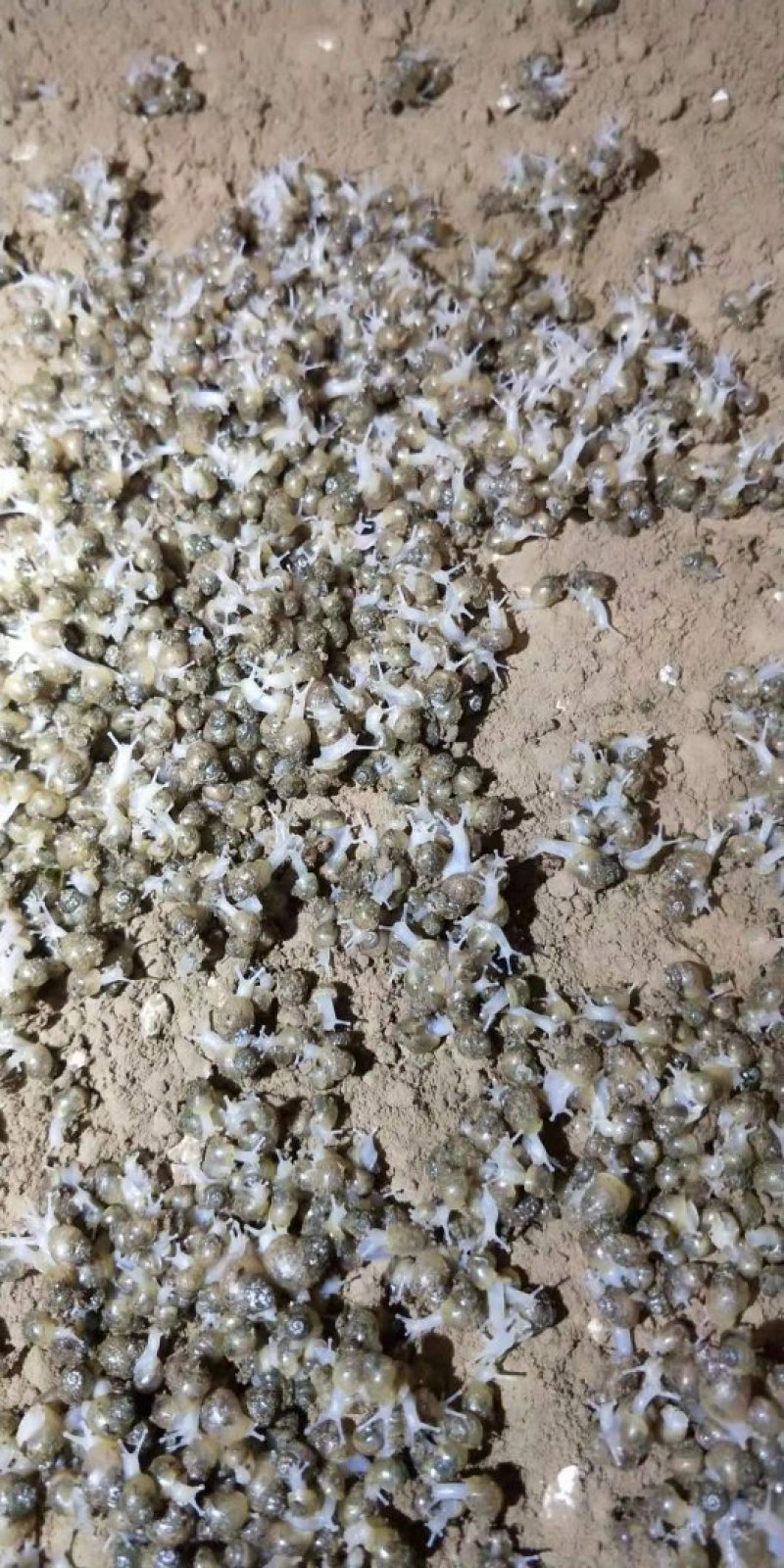 白玉蜗牛