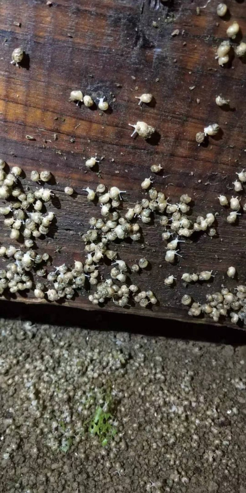 白玉蜗牛