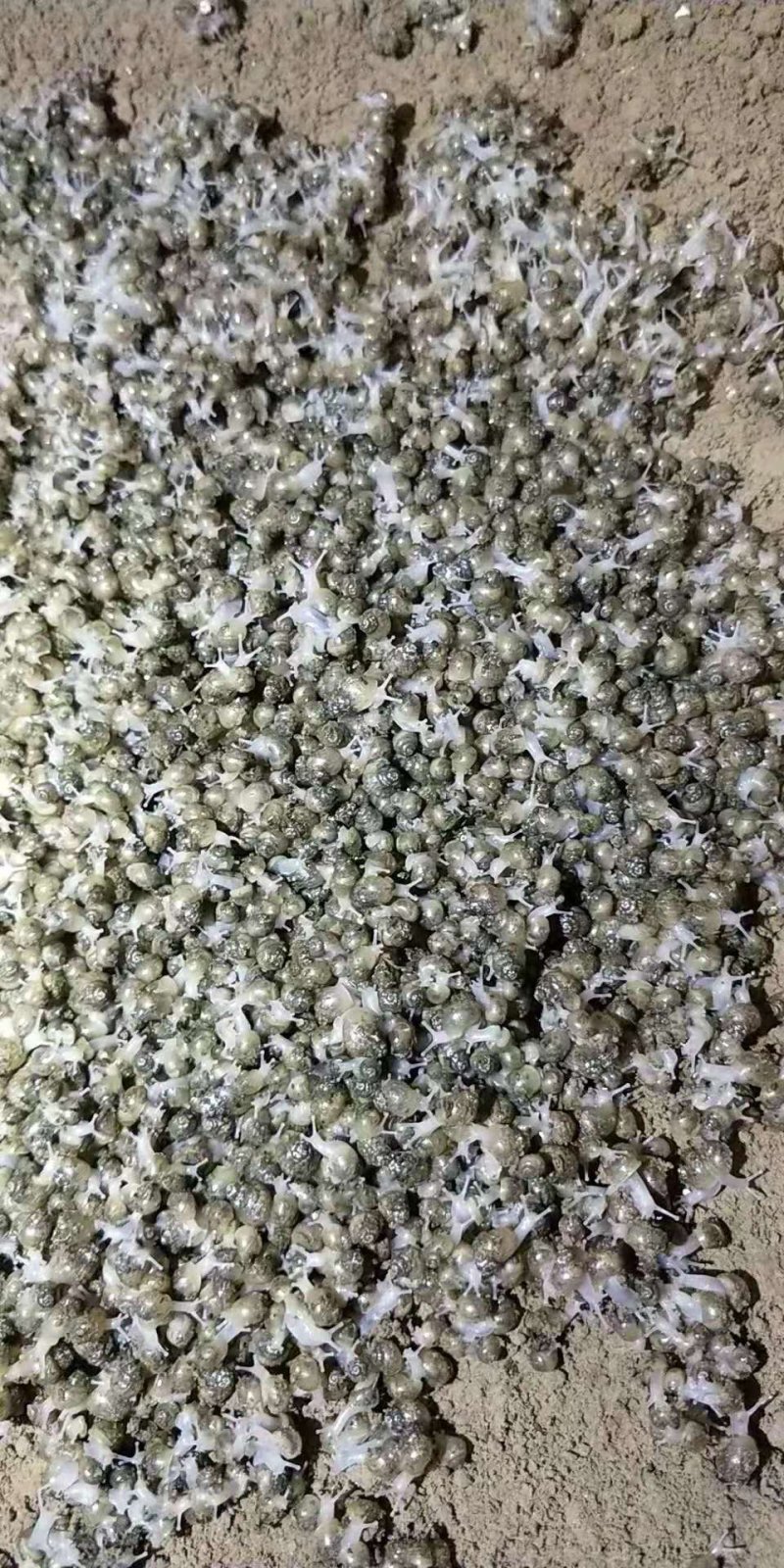 白玉蜗牛