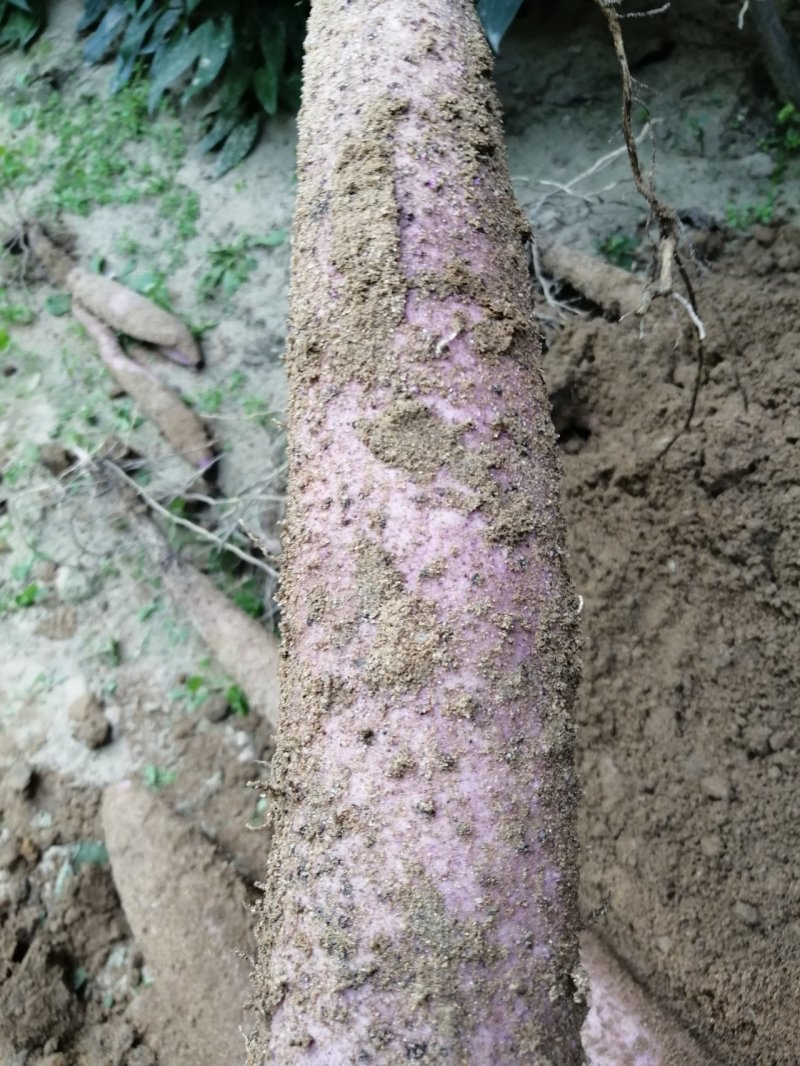 红皮淮山，小叶红皮，白皮，贺州万亩基地大量上市欢迎选购