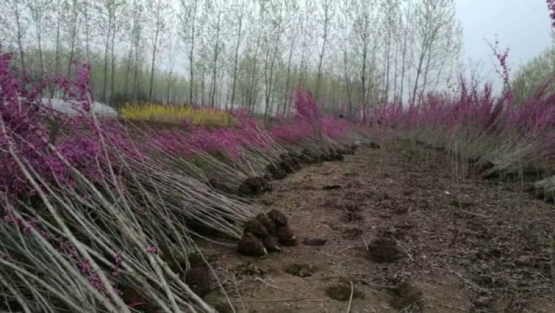 紫荆小苗种植基地大量销售中，常年批发供应
