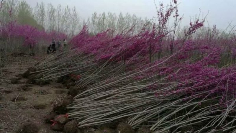 紫荆小苗种植基地大量销售中，常年批发供应