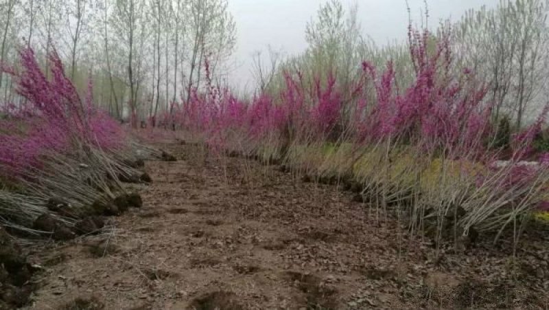 紫荆小苗种植基地大量销售中，常年批发供应