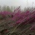 紫荆小苗种植基地大量销售中，常年批发供应