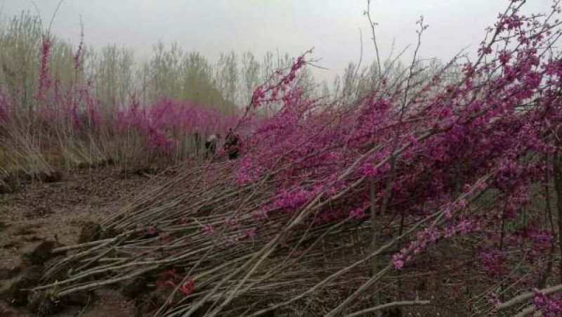 紫荆小苗种植基地大量销售中，常年批发供应