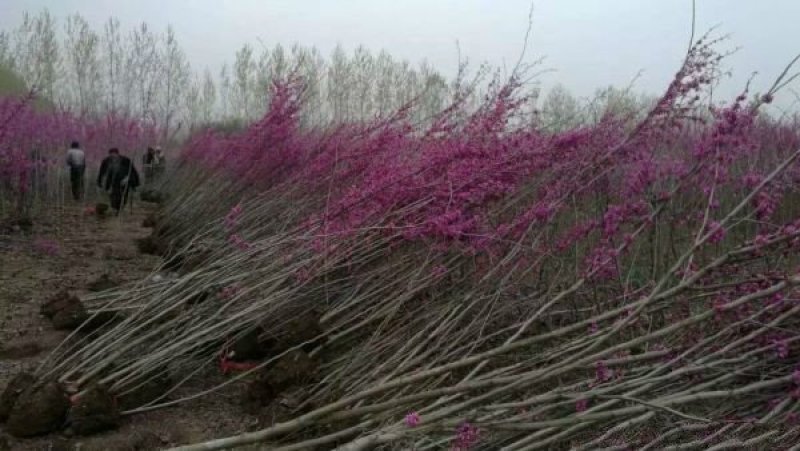 紫荆小苗种植基地大量销售中，常年批发供应
