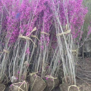 紫荆小苗种植基地大量销售中，常年批发供应
