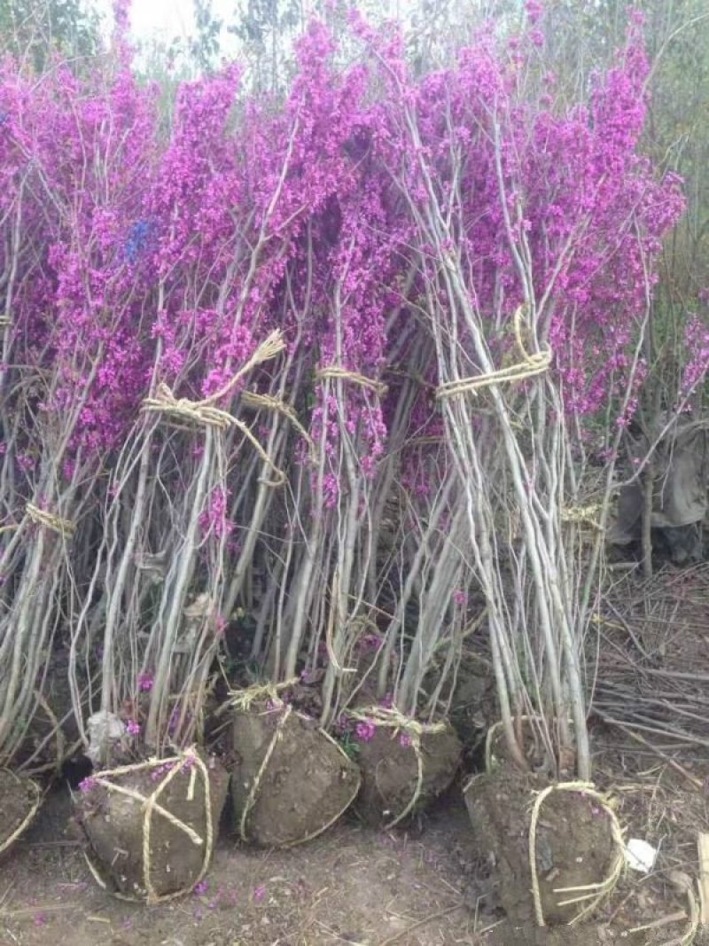 紫荆小苗种植基地大量销售中，常年批发供应
