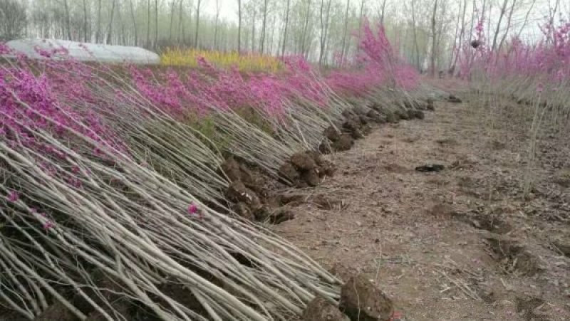 紫荆小苗种植基地大量销售中，常年批发供应