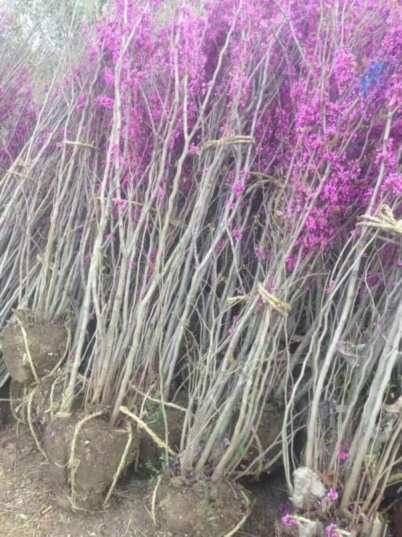 紫荆小苗种植基地大量销售中，常年批发供应