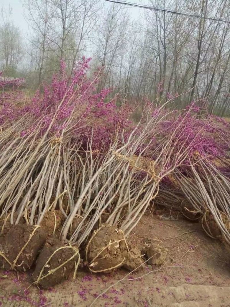紫荆小苗种植基地大量销售中，常年批发供应