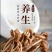 食用菌干货剪根未开伞茶树菇