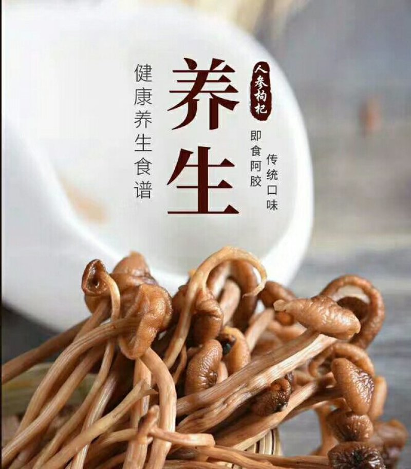 食用菌干货剪根未开伞茶树菇