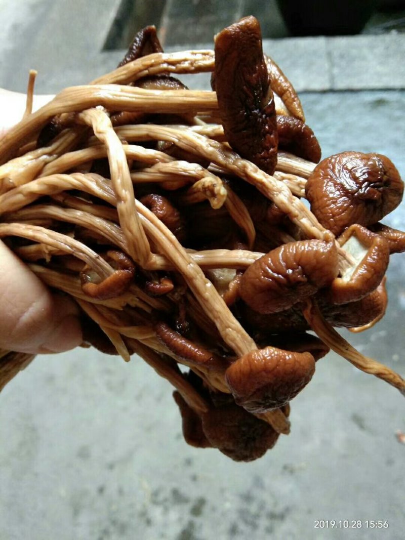 食用菌干货剪根未开伞茶树菇