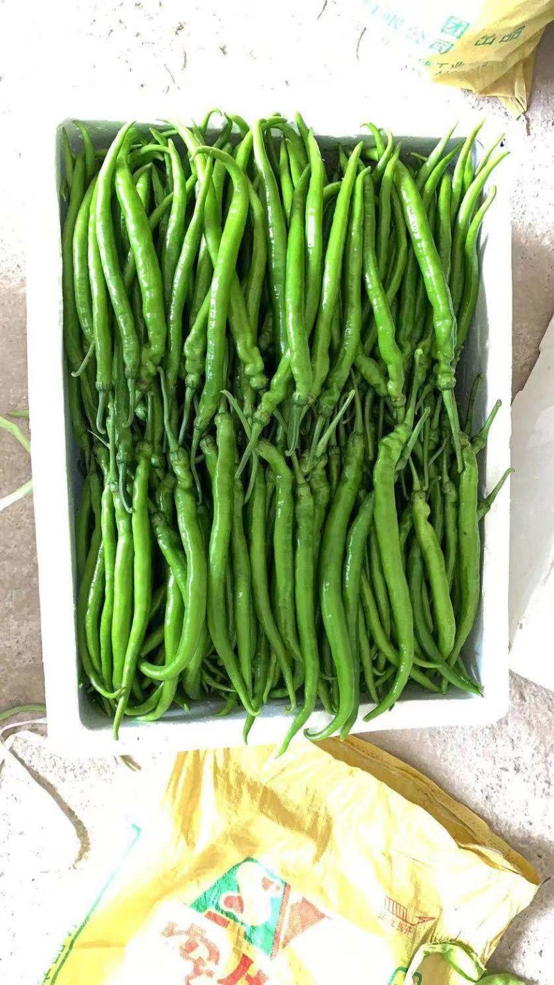 蔬菜苗