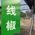 蔬菜苗