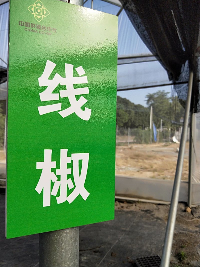 蔬菜苗