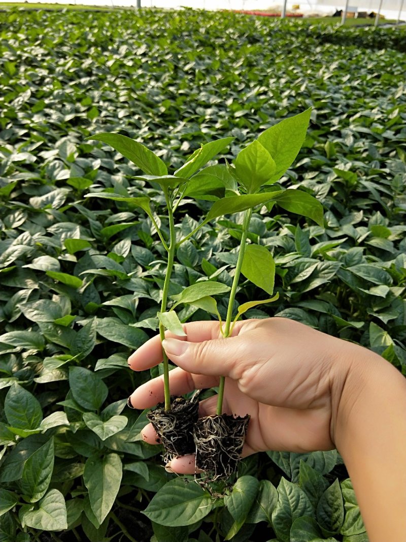 蔬菜苗