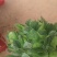 大叶菠菜