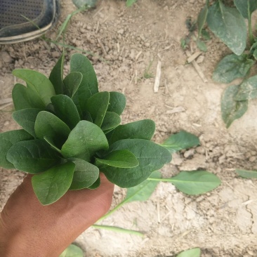 大叶菠菜