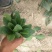 大叶菠菜