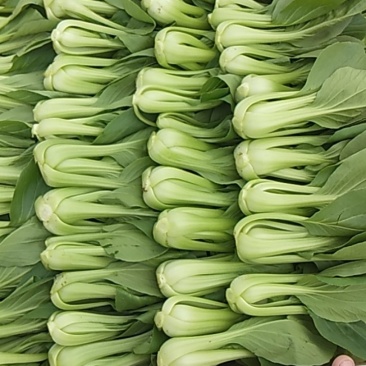 油菜快菜，精品