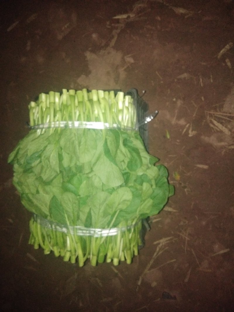 油菜快菜，精品