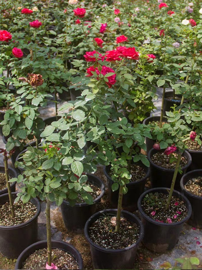 嫁接树状月季树形盆景大花树桩植物庭院栽植浓香四季花卉老桩