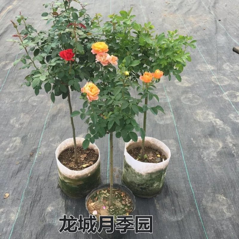 嫁接树状月季树形盆景大花树桩植物庭院栽植浓香四季花卉老桩