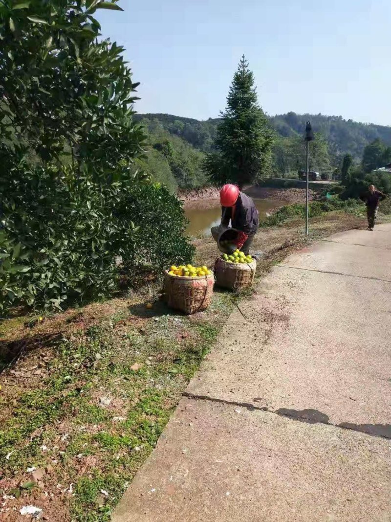 《黔阳冰糖橙》甜进你的心，场地直销，一手货源让你放心