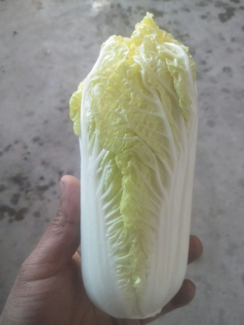 娃娃菜