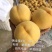 桃树苗黄金蜜桃早熟金秋红蜜映霜突围包成活签合同