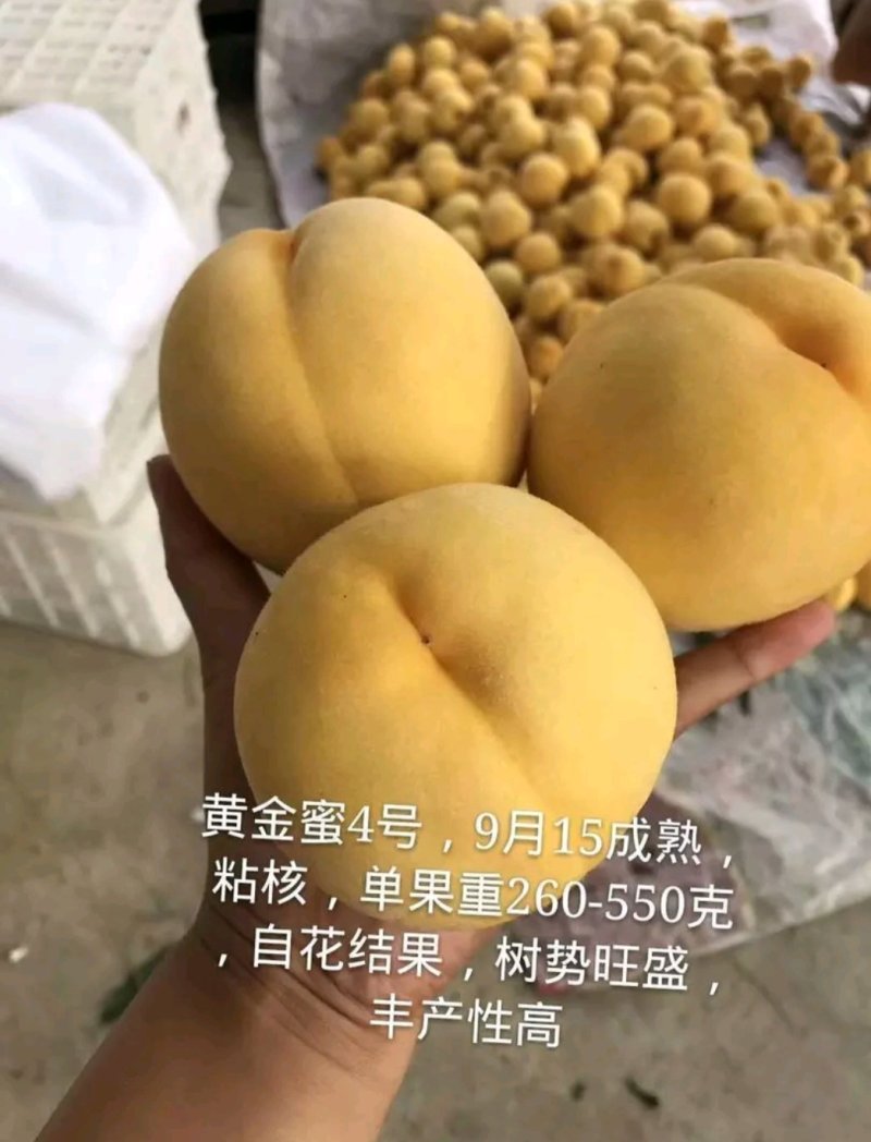 桃树苗黄金蜜桃早熟金秋红蜜映霜突围包成活签合同